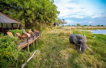 Vegan Safari Africa
